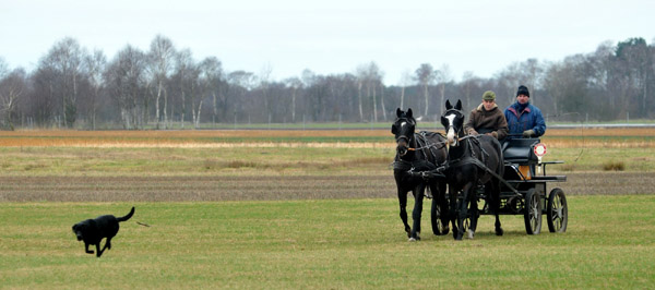 Schwalbenmrchen (5jhrig) und Schwalbenprinz (3jhrig) v. Kostolany u.d. Pr.St. Schwalbenfeder v. Summertime - gefahren von Heinrich Freiherr von Senden - Trakehner Gestt Hmelschenburg