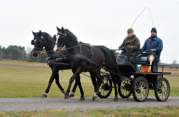 Schwalbenmrchen (5jhrig) und Schwalbenprinz (3jhrig) v. Kostolany u.d. Pr.St. Schwalbenfeder v. Summertime - gefahren von Heinrich Freiherr von Senden - Trakehner Gestt Hmelschenburg