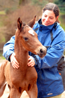 Hengstfohlen von High Motion u.d. Prmienstute Schwalbenlicht von 
Imperio