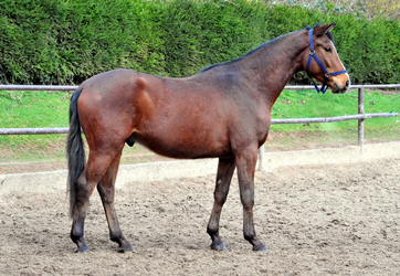 Valendas v. Zauberdeyk u.d. Valentine v. High Motion - Foto Beate Langels - Gestüt Hämelschenburg