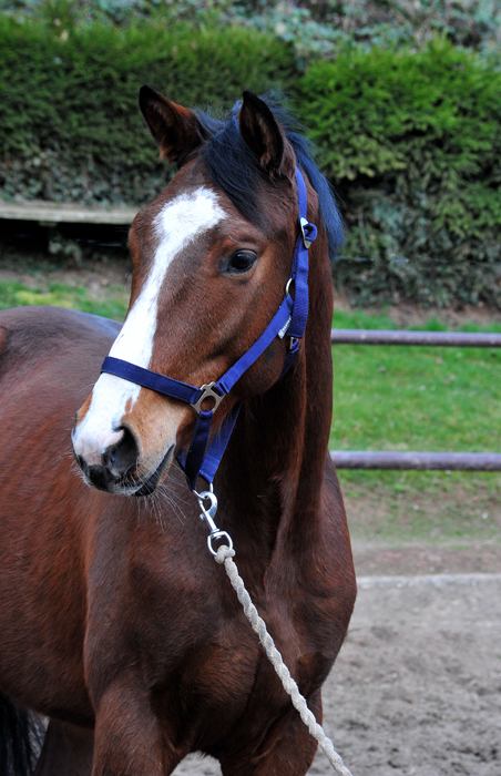13.03.2026 Valendas von Zauberdeyk u.d. Valentine v. High Motion - Trakehner Gest�t H�melschenburg - Foto Beate Langels 