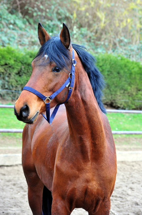 Trakehner Hengst Saitano von Gl�cksruf u.d. Pr.A. Schwalbe's Beauty v. High Motion x Imperio  - Gest�t H�melschenburg - Beate Langels