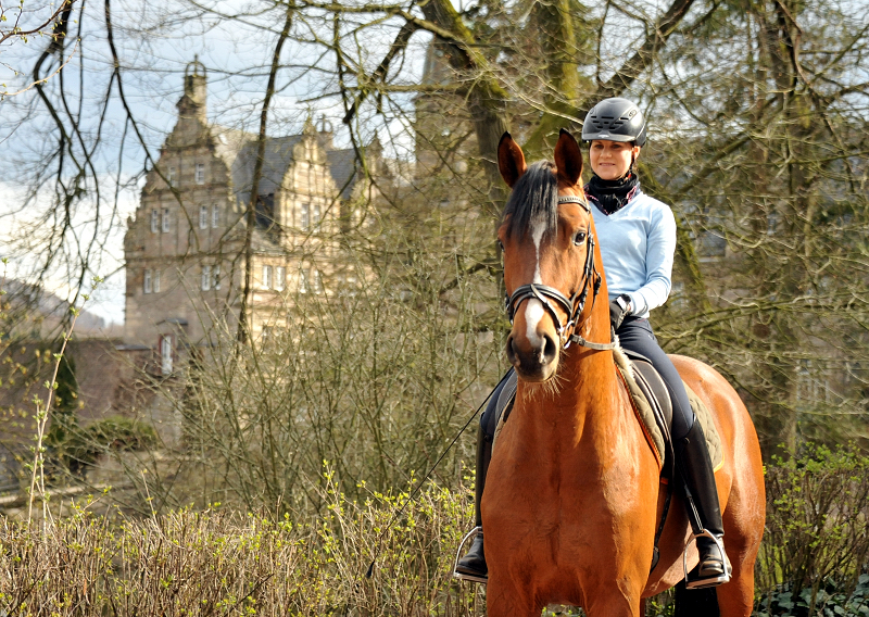 High Motion von Saint Cyr und Stephanie Leuenberger - Foto Beate Langels - Gestt Hmelschenburg