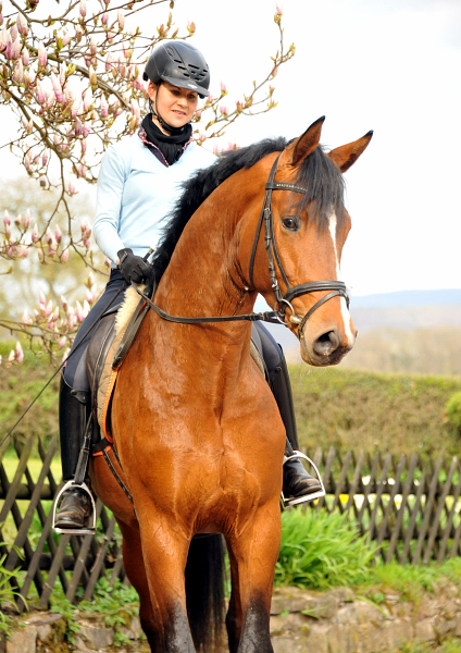 High Motion von Saint Cyr und Stephanie Leuenberger - Foto Beate Langels - Gestt Hmelschenburg