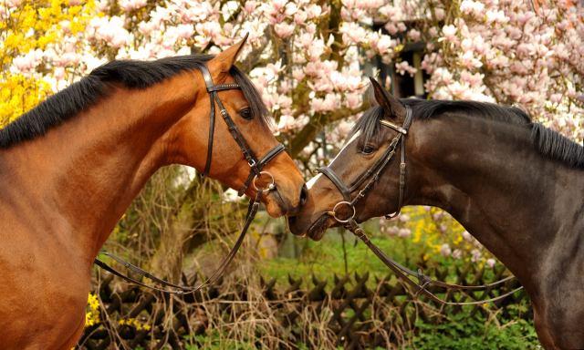 13. April 2016 - High Motion und Saint Cyr - copyright by Beate Langels Gestt Hmelschenburg