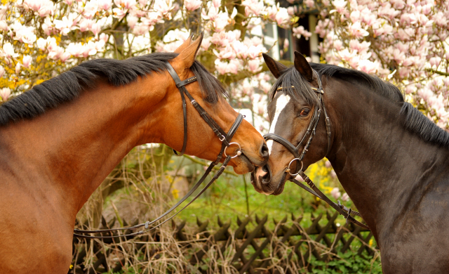 13. April 2016 - High Motion und Saint Cyr - copyright by Beate Langels Gestt Hmelschenburg