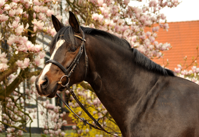 13. April 2016 - High Motion und Saint Cyr - copyright by Beate Langels Gestt Hmelschenburg