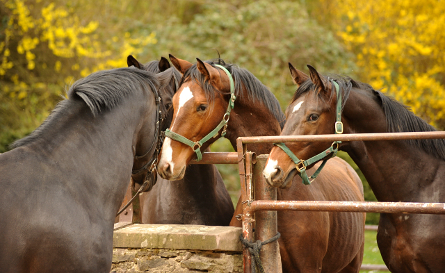 13. April 2016 - Saint Cyr und seine zweijhrigen Shne - copyright by Beate Langels Gestt Hmelschenburg