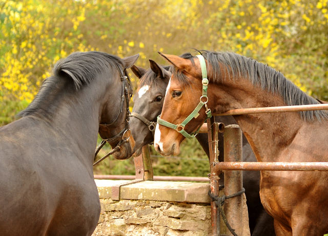 13. April 2016 - Saint Cyr und seine zweijhrigen Shne - copyright by Beate Langels Gestt Hmelschenburg