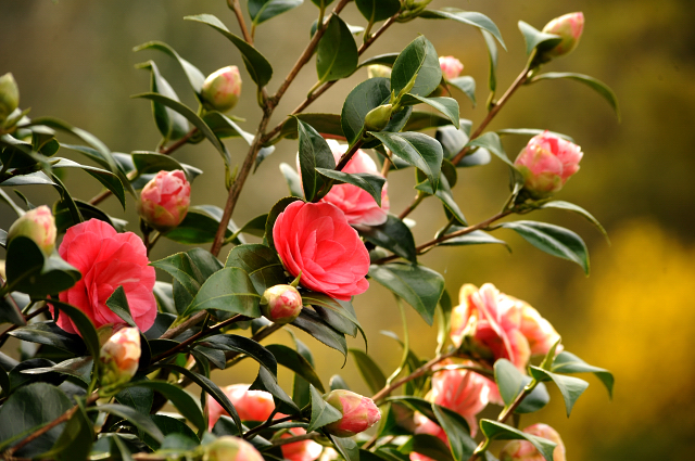 13. April 2016 - Unsere Kamelie blht - copyright by Beate Langels Gestt Hmelschenburg