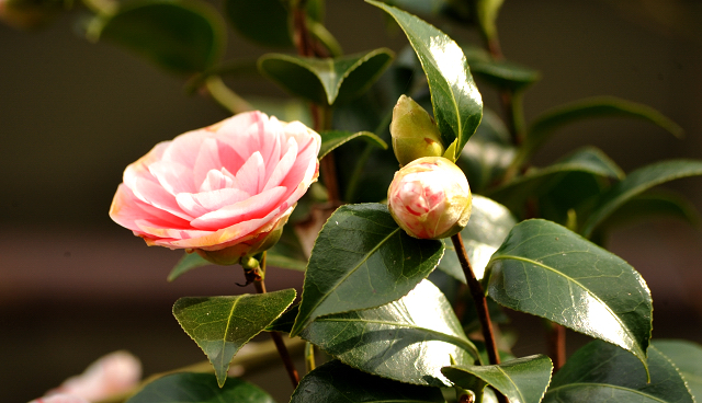 13. April 2016 - Unsere Kamelie blht - copyright by Beate Langels Gestt Hmelschenburg