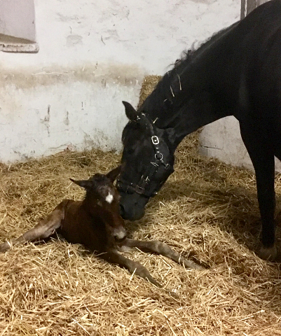 Trakehner Filly by out of Pr.u.StPrSt. Vittoria by Exclusiv- Trakehner Gestt Hmelschenburg - Foto: Beate Langels - Trakehner Gestt Hmelschenburg