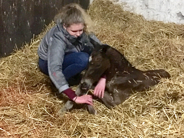 Filly by High Motion out of Pr.a.StPrSt. Vittoria by Exclusiv
