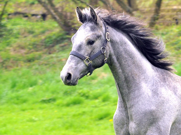 Weideaustrieb unserer Jhrlingshengste am 13. April 2012 - Foto: Beate Langels - Trakehner Gestt Hmelschenburg