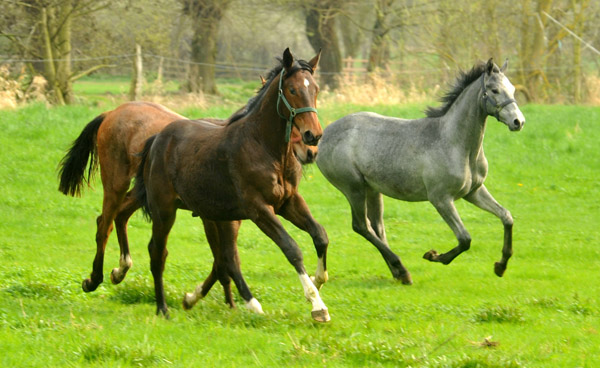 Weideaustrieb unserer Jhrlingshengste am 13. April 2012 - Foto: Beate Langels - Trakehner Gestt Hmelschenburg