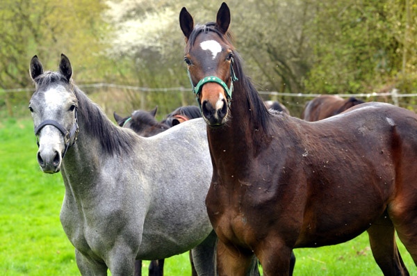 Weideaustrieb unserer Jhrlingshengste am 13. April 2012 - Foto: Beate Langels - Trakehner Gestt Hmelschenburg