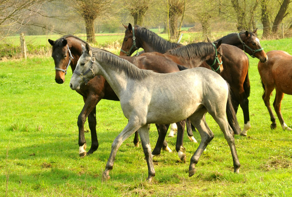 Weideaustrieb unserer Jhrlingshengste am 13. April 2012 - Foto: Beate Langels - Trakehner Gestt Hmelschenburg