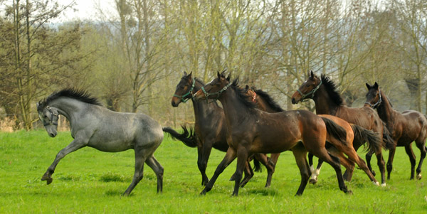 Weideaustrieb unserer Jhrlingshengste am 13. April 2012 - Foto: Beate Langels - Trakehner Gestt Hmelschenburg