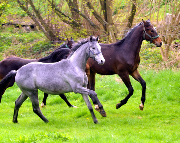 Weideaustrieb unserer Jhrlingshengste am 13. April 2012 - Foto: Beate Langels - Trakehner Gestt Hmelschenburg