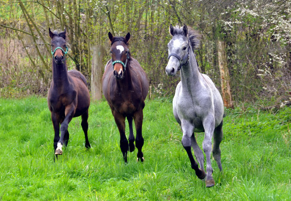 Weideaustrieb unserer Jhrlingshengste am 13. April 2012 - Foto: Beate Langels - Trakehner Gestt Hmelschenburg