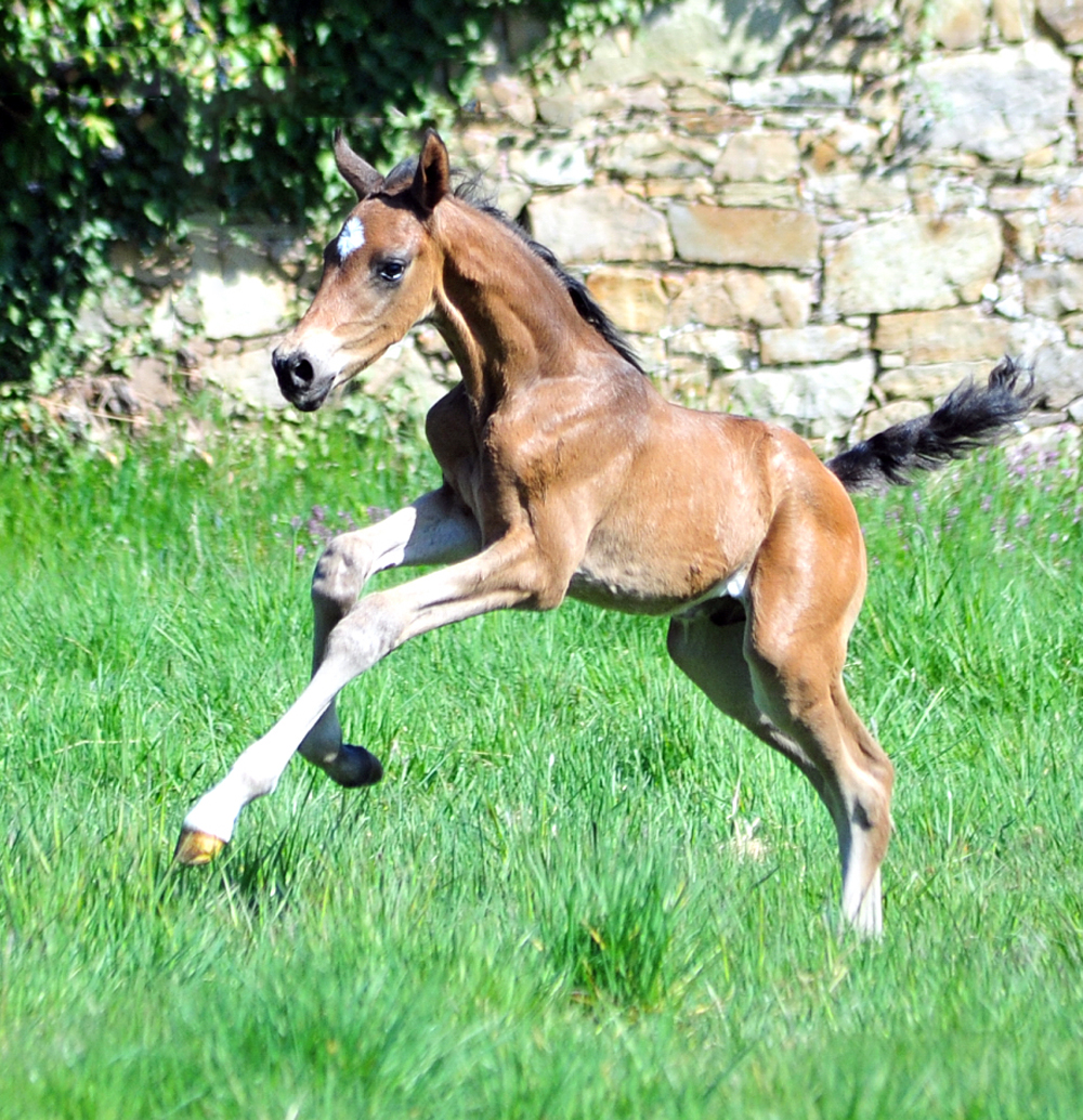 Trakehner Hengstfohlen von Shavalou u.d. Pr.A. Guccia v. Zauberkeyk - High Motion - Alter Fritz  - Gestt Hmelschenburg - Beate Langels
