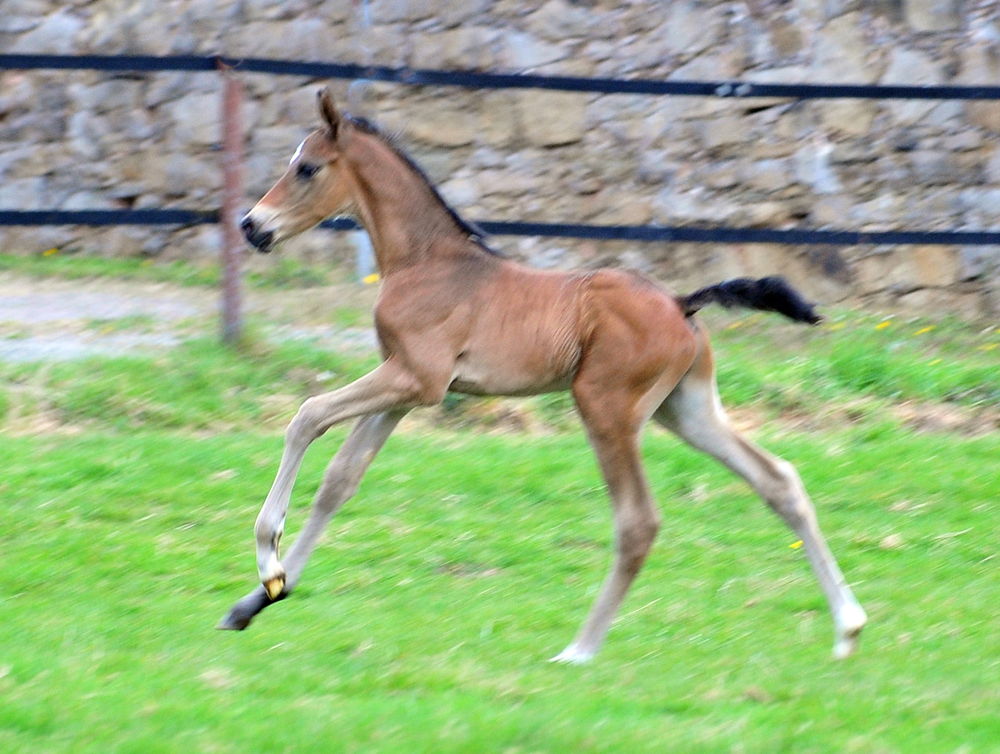 Trakehner Hengstfohlen von Shavalou u.d. Pr.A. Guccia v. Zauberkeyk - High Motion - Alter Fritz  - Gestt Hmelschenburg - Beate Langels