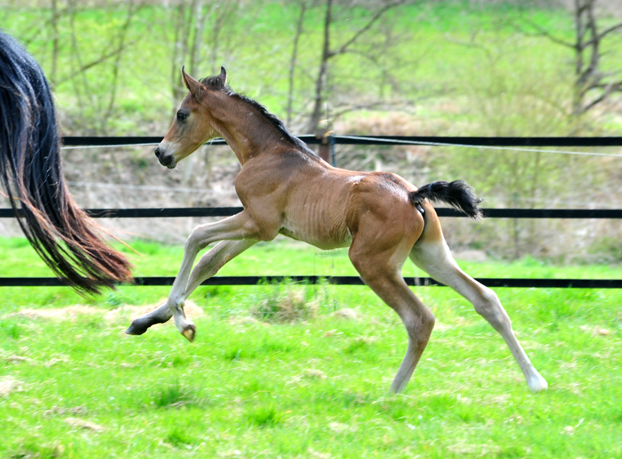 Trakehner Hengstfohlen von Shavalou u.d. Pr.A. Guccia v. Zauberkeyk - High Motion - Alter Fritz  - Gestt Hmelschenburg - Beate Langels