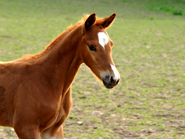 Trakehner Hengstfohlen von Freudenfest u.d. Tulpe v. Scharahnanduc - Knigspark xx, Foto: Beate Langels - 
Trakehner Gestt Hmelschenburg