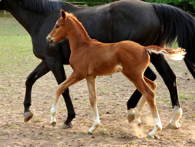 Trakehner Hengstfohlen von Freudenfest u.d. Tulpe v. Scharahnanduc - Knigspark xx, Foto: Beate Langels - 
Trakehner Gestt Hmelschenburg