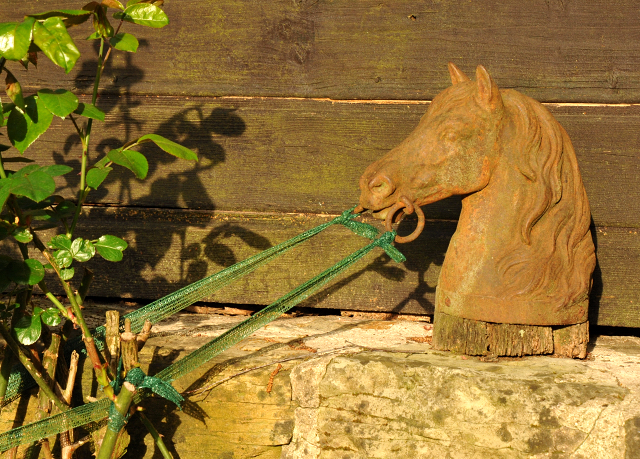 Trakehner Hengstfohlen von Freudenfest u.d. Tulpe v. Scharahnanduc - Knigspark xx, Foto: Beate Langels - 
Trakehner Gestt Hmelschenburg