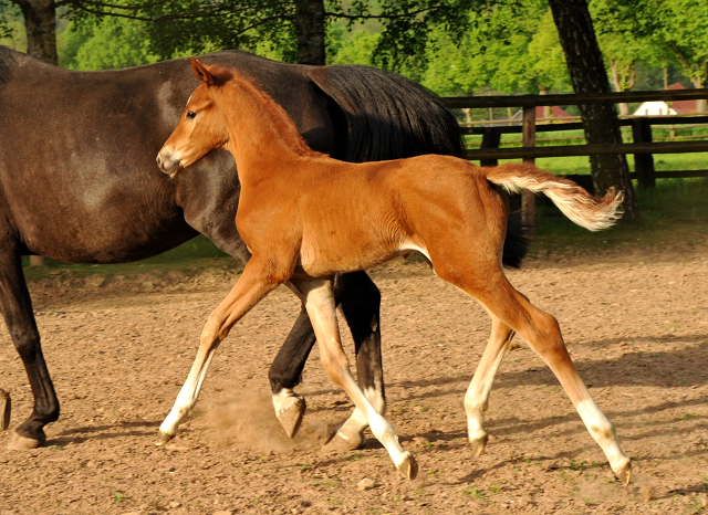 Trakehner Hengstfohlen von Freudenfest u.d. Tulpe v. Scharahnanduc - Knigspark xx, Foto: Beate Langels - 
Trakehner Gestt Hmelschenburg
