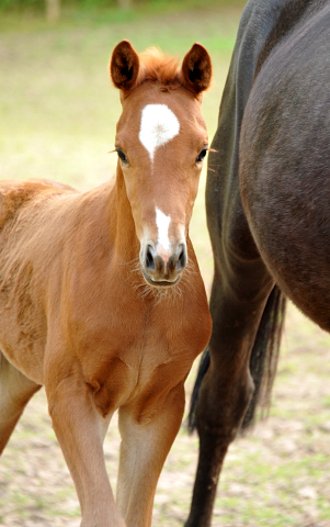 Trakehner Hengstfohlen von Freudenfest u.d. Tulpe v. Scharahnanduc - Knigspark xx, Foto: Beate Langels - 
Trakehner Gestt Hmelschenburg