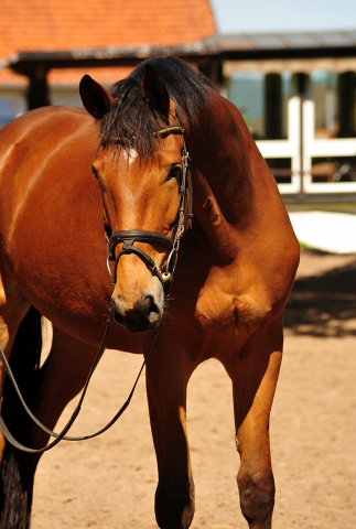 Stute von Honor du Soir u.d. Karena im Gestt Schplitz im August 2018 - Foto: Beate Langels