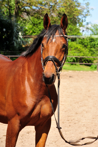 Kaarina - Trakehner Mare by High Motion out of Karalina by Exclusiv - im Gestt Schplitz - Foto Beate Langels
