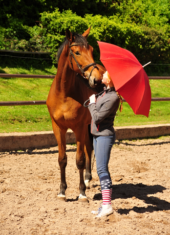 Stute von Honor du Soir u.d. Karena im Gestt Schplitz im August 2018 - Foto: Beate Langels