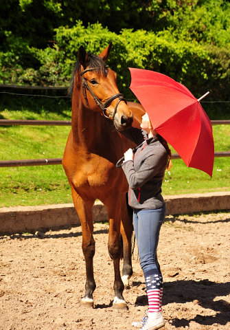 Stute von Honor du Soir u.d. Karena im Gestt Schplitz im August 2018 - Foto: Beate Langels