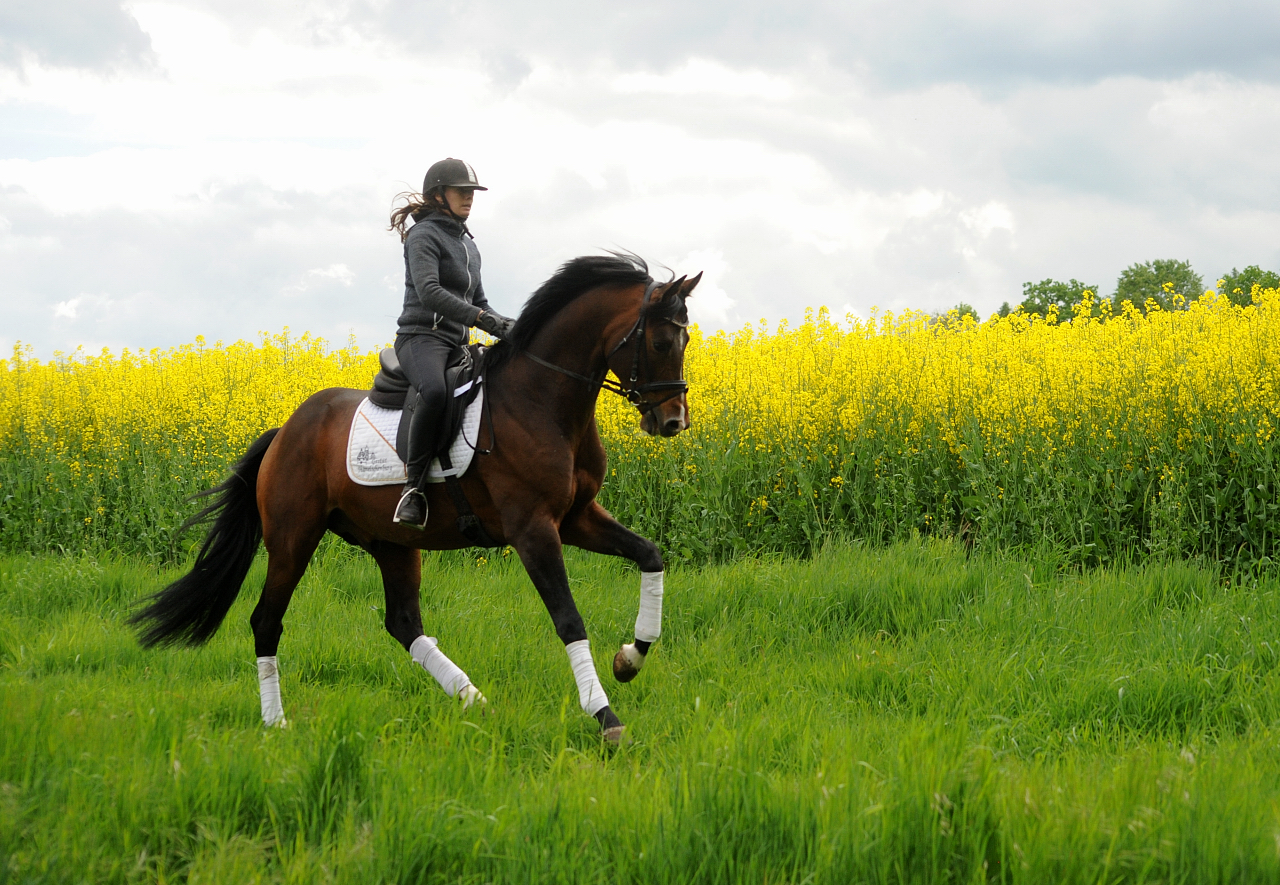 High Quality von Saint Cyr x Summertime und Pia - Trakehner Gestt Hmelschenburg - 
Foto: Beate Langels