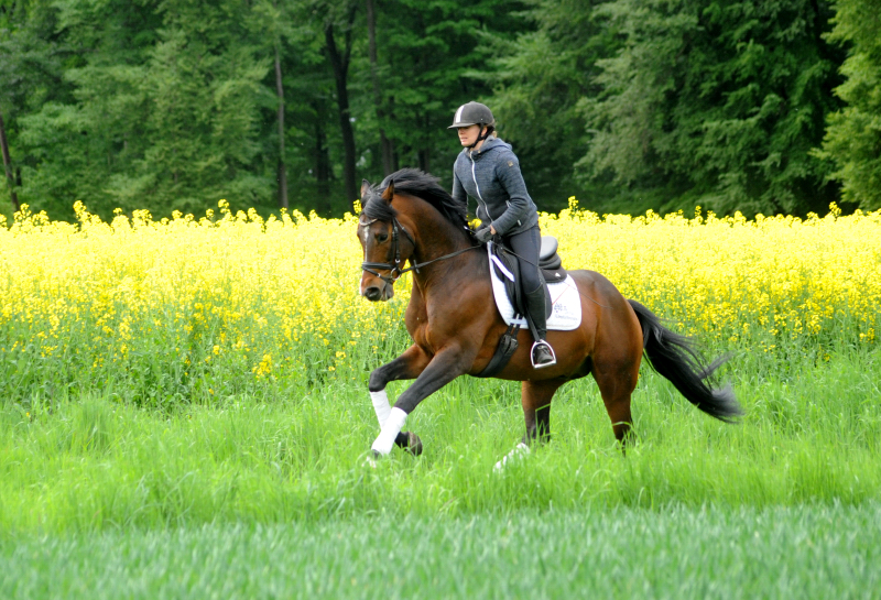 High Quality von Saint Cyr x Summertime und Pia - Trakehner Gestt Hmelschenburg - 
Foto: Beate Langels