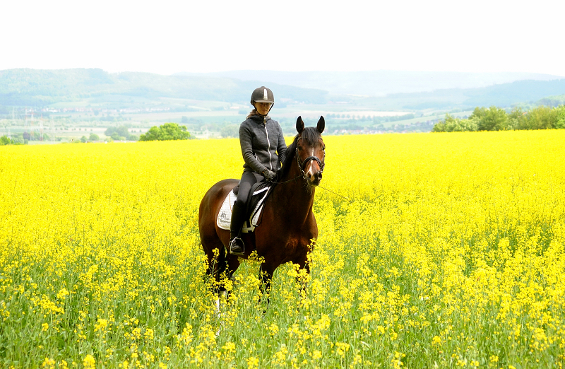 High Quality von Saint Cyr x Summertime und Pia - Trakehner Gestt Hmelschenburg - 
Foto: Beate Langels