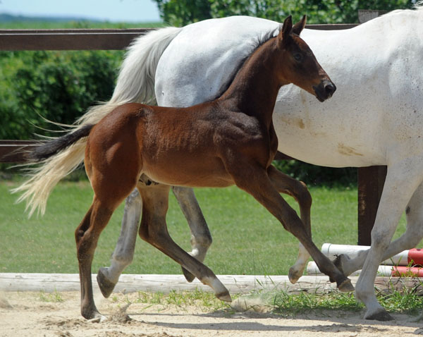 Hengstfohlen von Silvermoon u.d. Pr. u. StPrSt. Thalia v. Exclusiv u.d. Elitestute Thirza v. Karon - Foto: Beate Langels Gestt Hmelschenburg