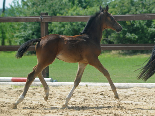 Trakehner Stutfohlen von Saint Cyr u.d. Dejaniera v. Freudenfest u.d. Didaktik v. Manrico, Zchter: B. Gutmann, Foto: Beate Langels