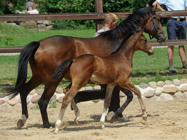 Trakehner Stutfohlen von Saint Cyr u.d. Dejaniera v. Freudenfest u.d. Didaktik v. Manrico, Zchter: B. Gutmann, Foto: Beate Langels