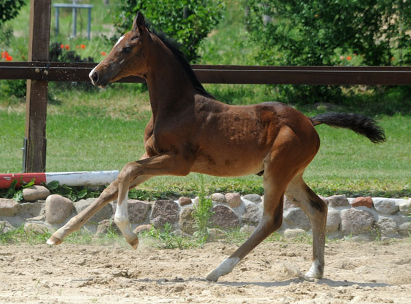 Trakehner Stutfohlen von Saint Cyr u.d. Dejaniera v. Freudenfest u.d. Didaktik v. Manrico, Zchter: B. Gutmann, Foto: Beate Langels