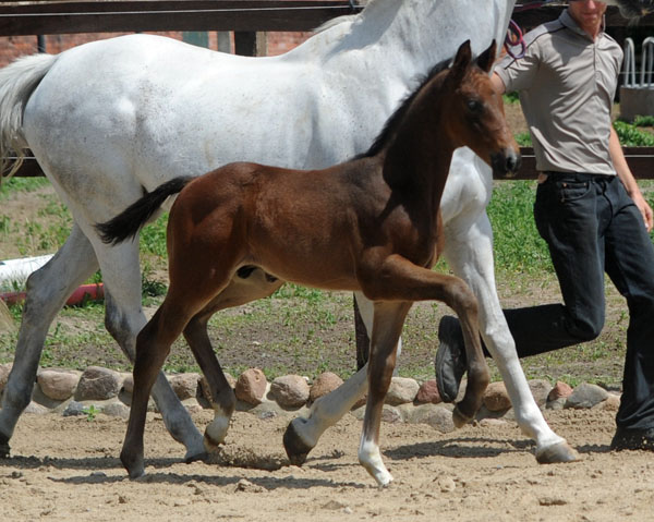 Hengstfohlen von Silvermoon u.d. Pr. u. StPrSt. Thalia v. Exclusiv u.d. Elitestute Thirza v. Karon - Foto: Beate Langels Gestt Hmelschenburg