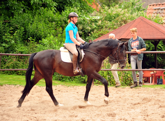3jhriger Hengst von Touch my Heart u.d. Pr.u.StPrSt. Vittoria v. Exclusiv - Trakehner Gestt Hmelschenburg - Foto: Beate Langels - Trakehner Gestt Hmelschenburg