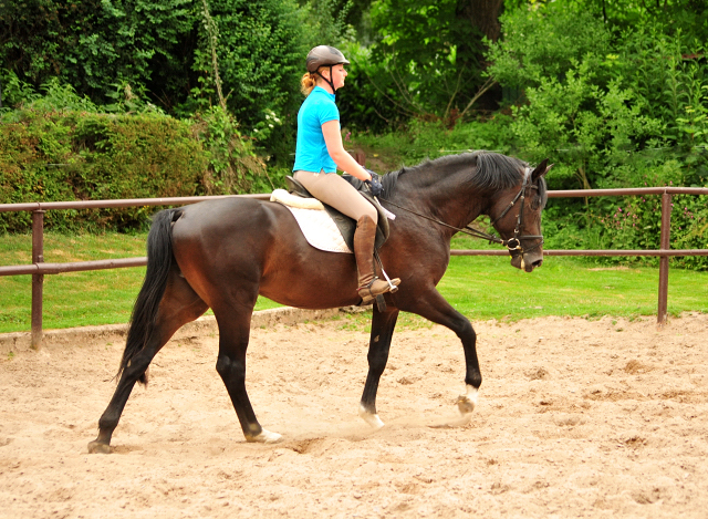 3jhriger Hengst von Touch my Heart u.d. Pr.u.StPrSt. Vittoria v. Exclusiv - Trakehner Gestt Hmelschenburg - Foto: Beate Langels - Trakehner Gestt Hmelschenburg