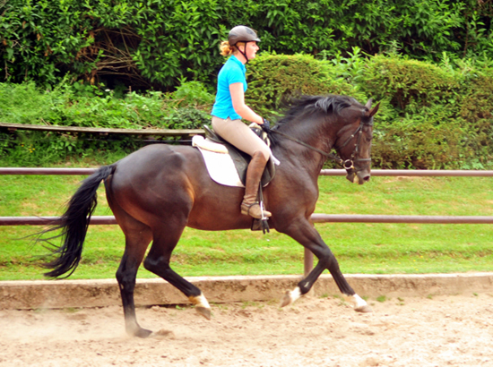 3jhriger Hengst von Touch my Heart u.d. Pr.u.StPrSt. Vittoria v. Exclusiv - Trakehner Gestt Hmelschenburg - Foto: Beate Langels - Trakehner Gestt Hmelschenburg