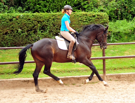 3jhriger Hengst von Touch my Heart u.d. Pr.u.StPrSt. Vittoria v. Exclusiv - Trakehner Gestt Hmelschenburg - Foto: Beate Langels - Trakehner Gestt Hmelschenburg