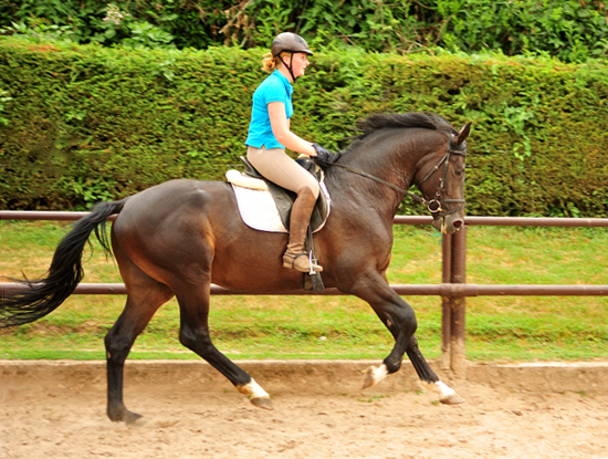 3jhriger Hengst von Touch my Heart u.d. Pr.u.StPrSt. Vittoria v. Exclusiv - Trakehner Gestt Hmelschenburg - Foto: Beate Langels - Trakehner Gestt Hmelschenburg