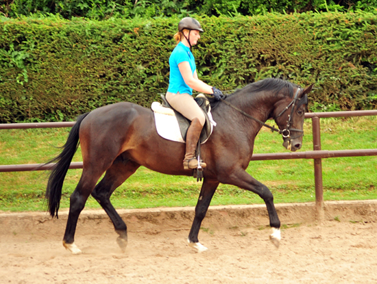 3jhriger Hengst von Touch my Heart u.d. Pr.u.StPrSt. Vittoria v. Exclusiv - Trakehner Gestt Hmelschenburg - Foto: Beate Langels - Trakehner Gestt Hmelschenburg